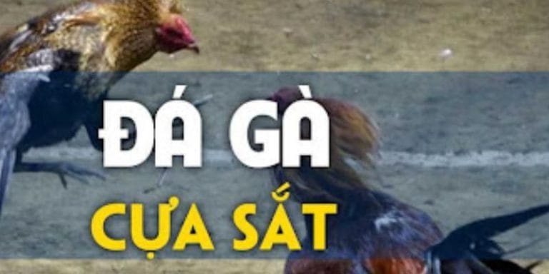 23WIN Đá Gà Cựa Sắt